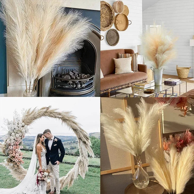 Διακοσμητικά Pampas Grass